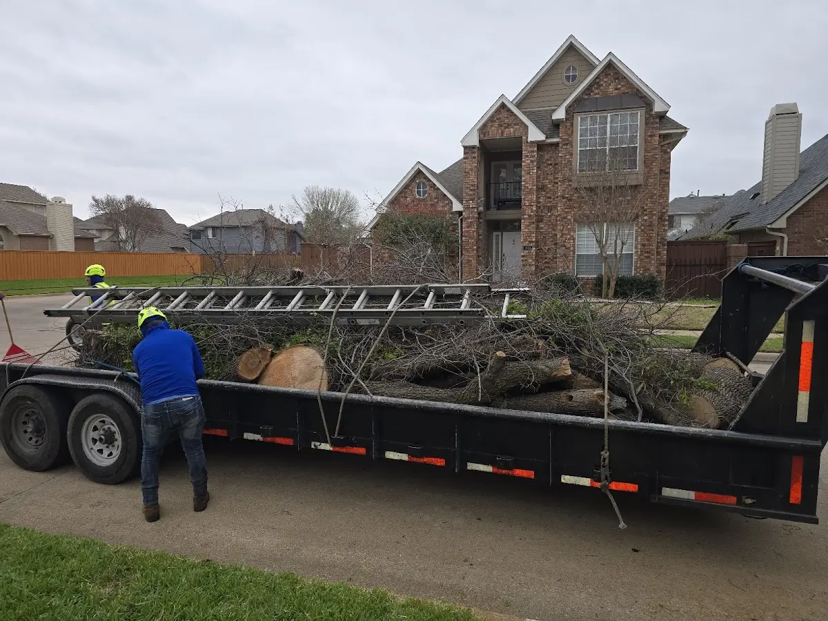 Expert Tree Removal with proper safety equipment in Bethany
